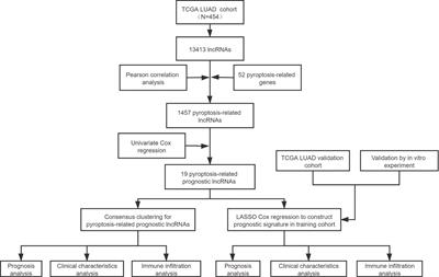 Pyroptosis-Related LncRNA Signatures Correlate With Lung Adenocarcinoma Prognosis